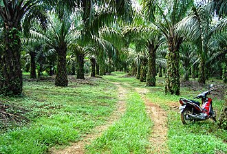 The Hidden Danger: Harmful Effects of Palm Oil Used in Indian Snacks palmoilplantation